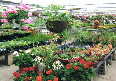Greenhouses, Plants & Shrubs at Jones Family Farm Market in Edgewood, Maryland near Baltimore.